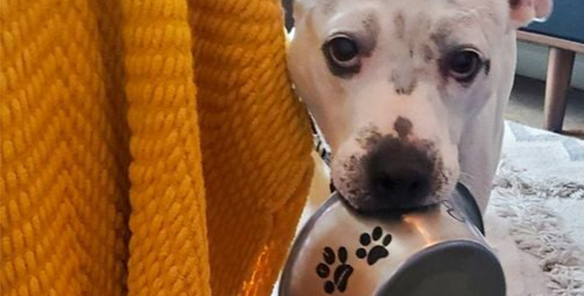 dog holding food bowl image